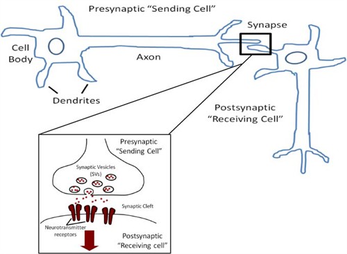Presynaptic "Sending Cell" diagram