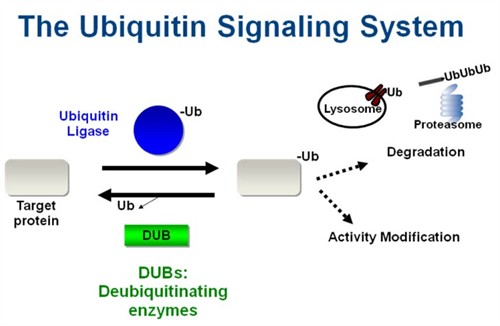 The Ubiquitin Signaling System