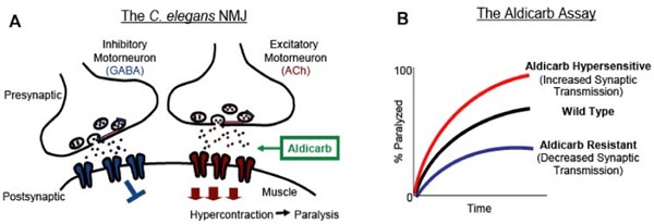 Schematic of the C. elegans neuromuscular junction and Possible aldicarb assay outcomes.